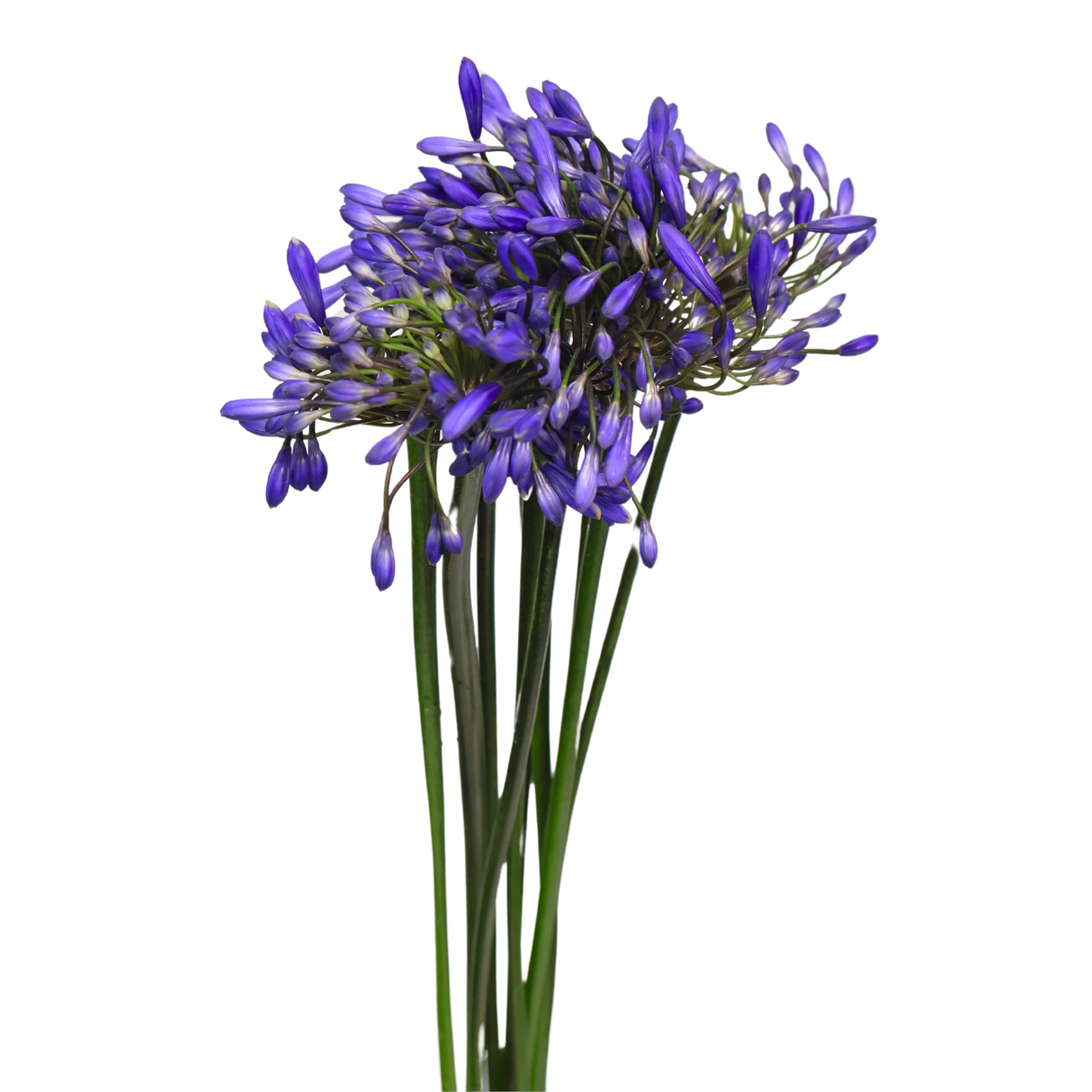 Agapanthus (Holland)