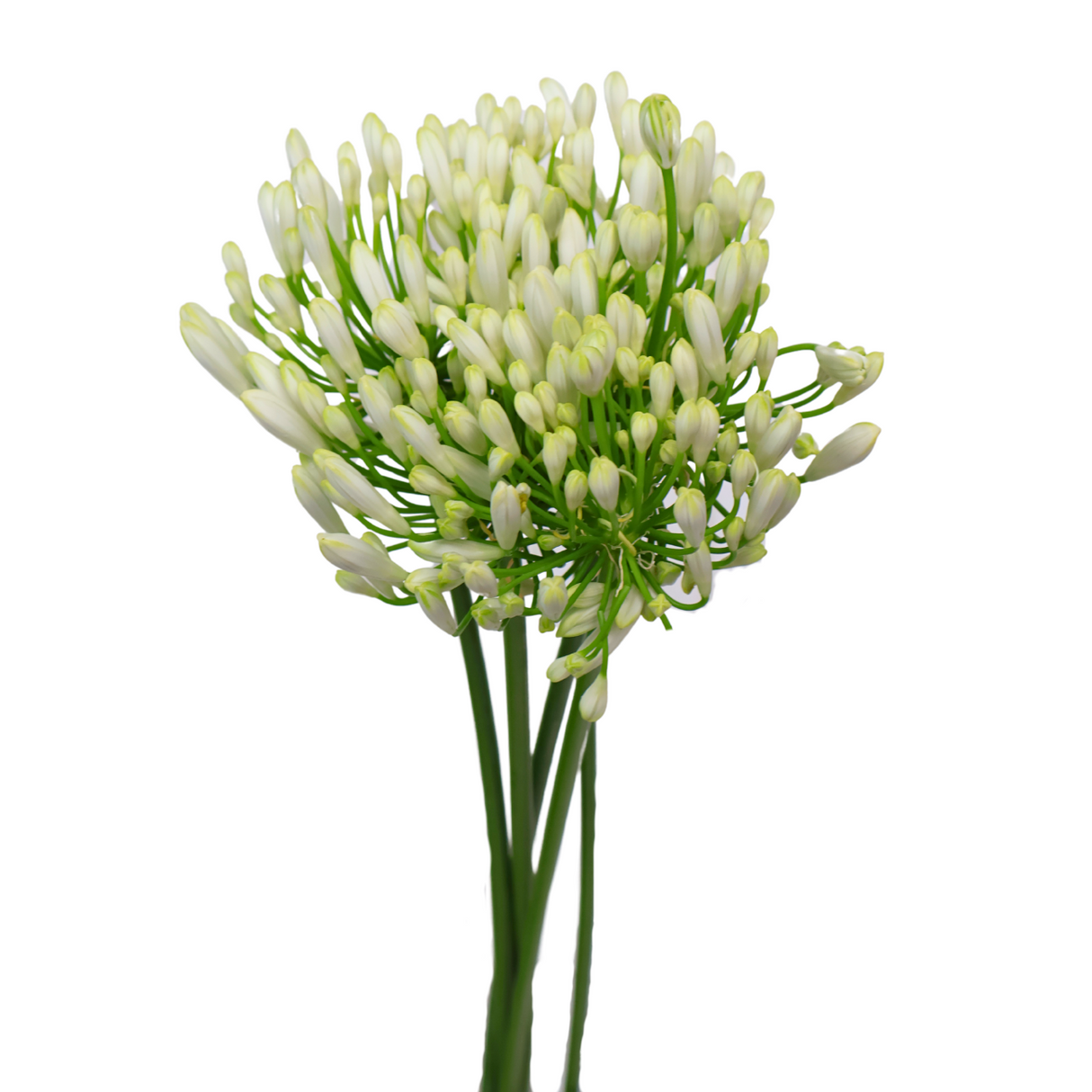 Agapanthus (Holland)