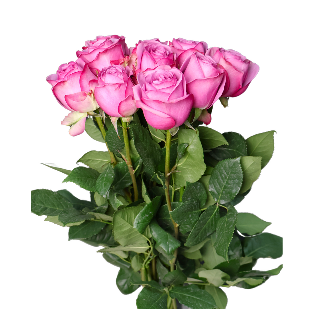 Fresh Cut Roses for Sale | Variety of Rose Flowers Available