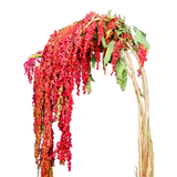 Amaranthus Hanging (China)