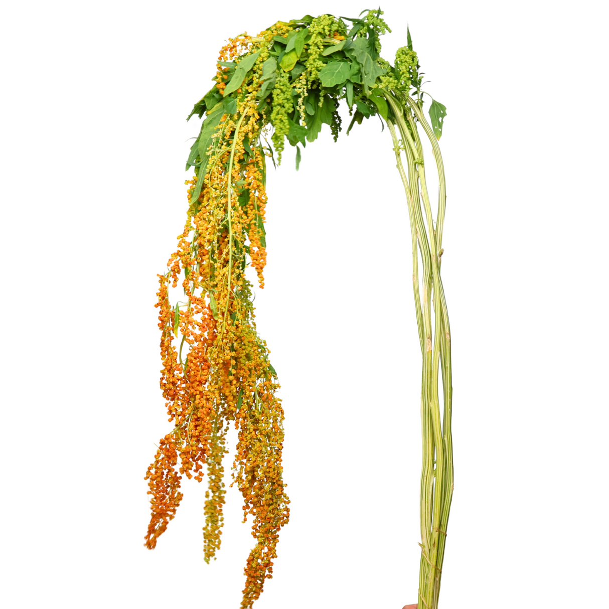 Amaranthus Hanging (China)