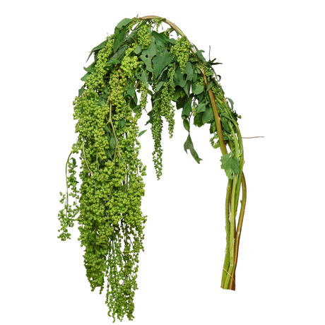 Amaranthus Hanging (China)