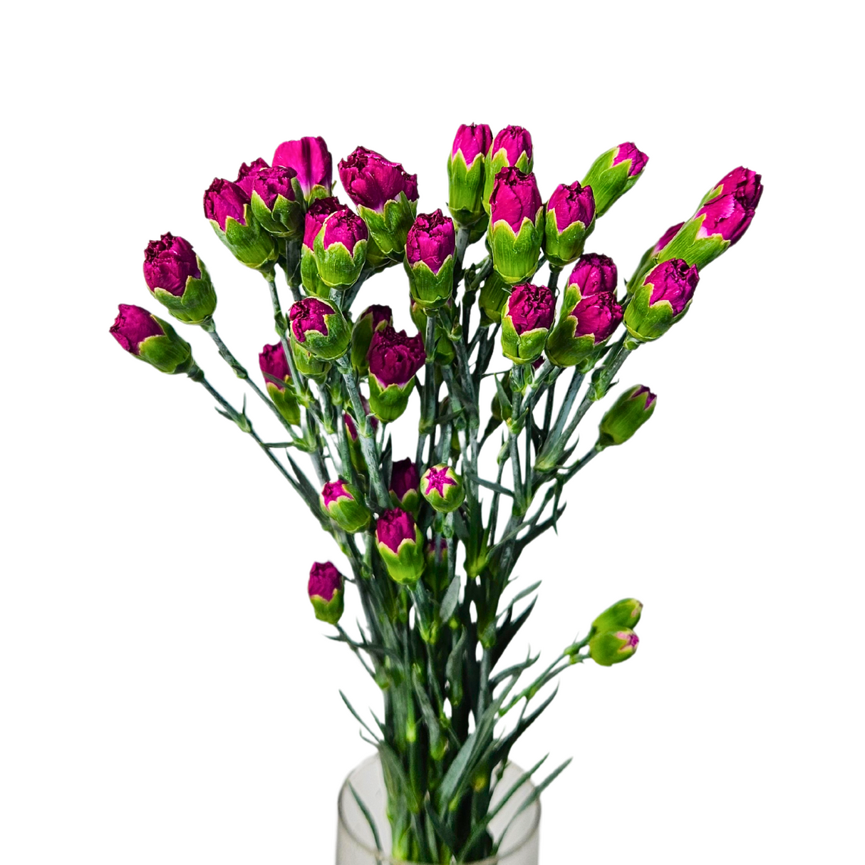 Carnation Spray (China)