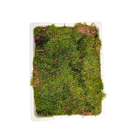 Flat Moss (Holland)