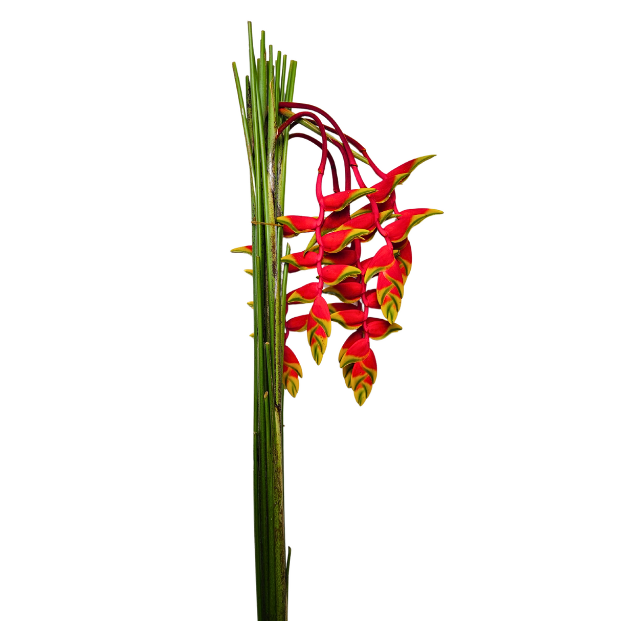 Heliconia Hanging Mini (Malaysia)