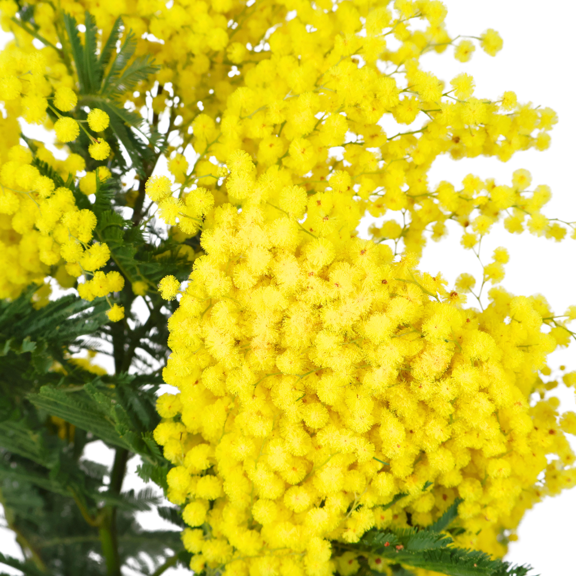 Mimosa (Holland)