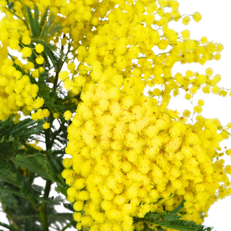 Mimosa (Holland)