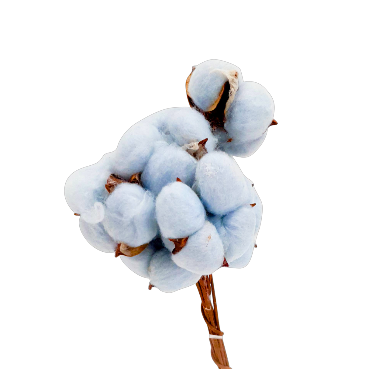 Cotton Flower