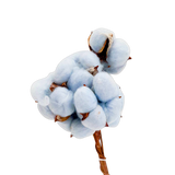 Cotton Flower