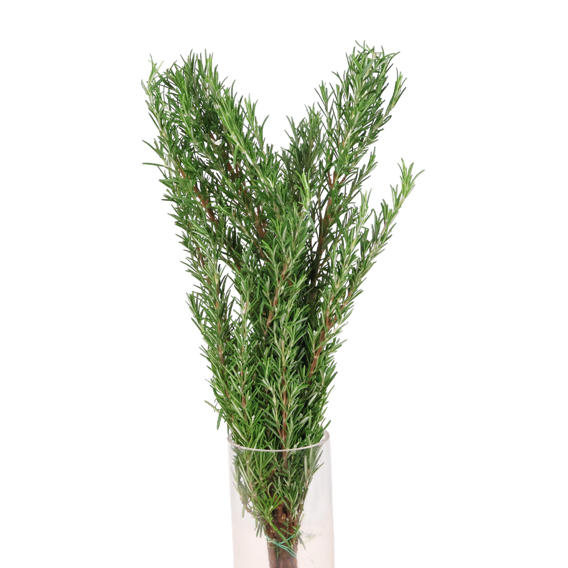 Rosemary (Italy)