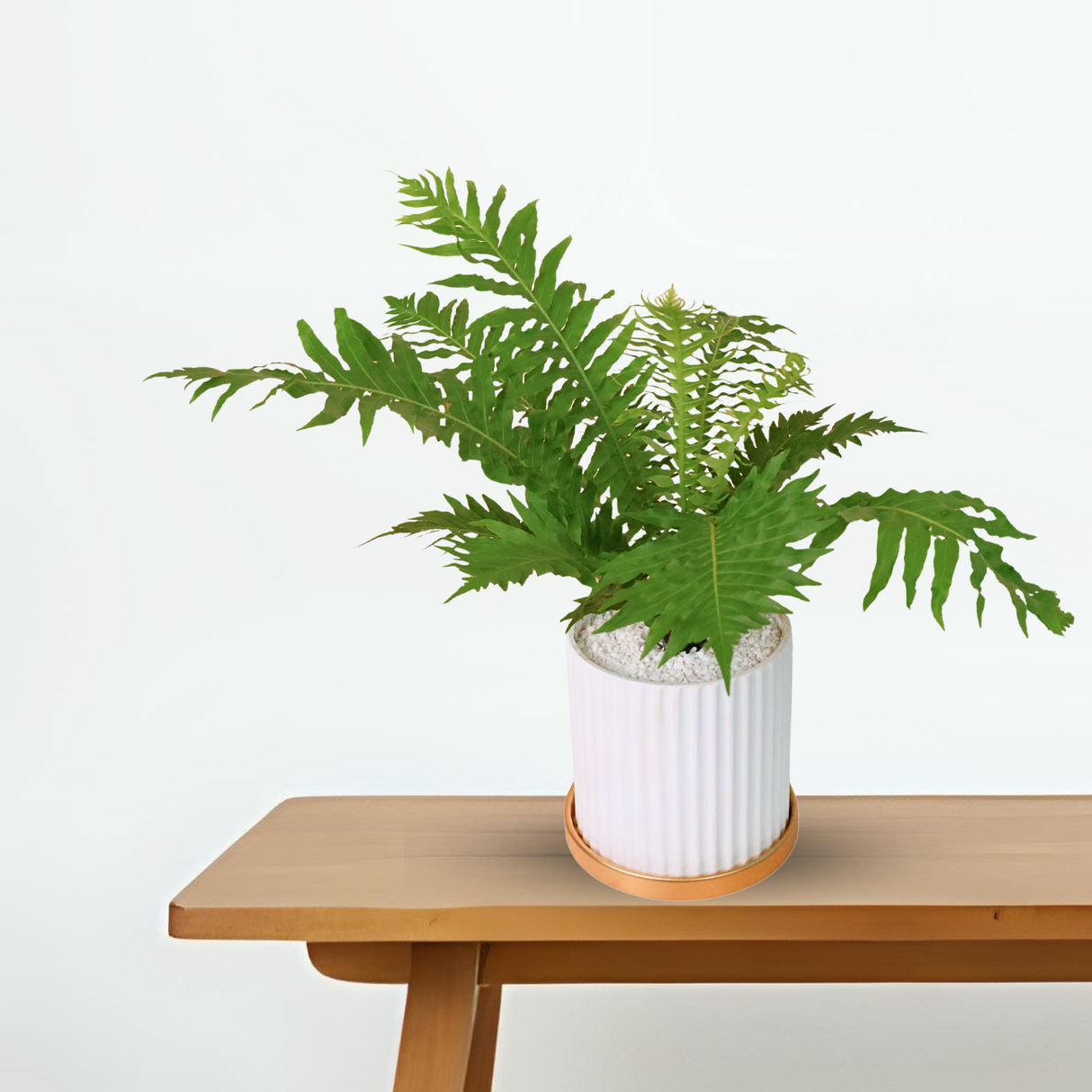 Blechnum Gibbum in Ceramic Pot
