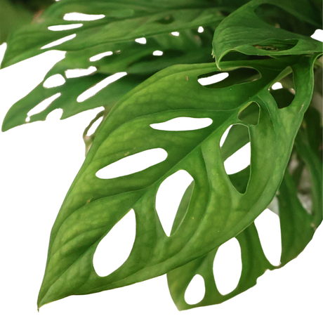 Asplenium Nidus in Ceramic Pot