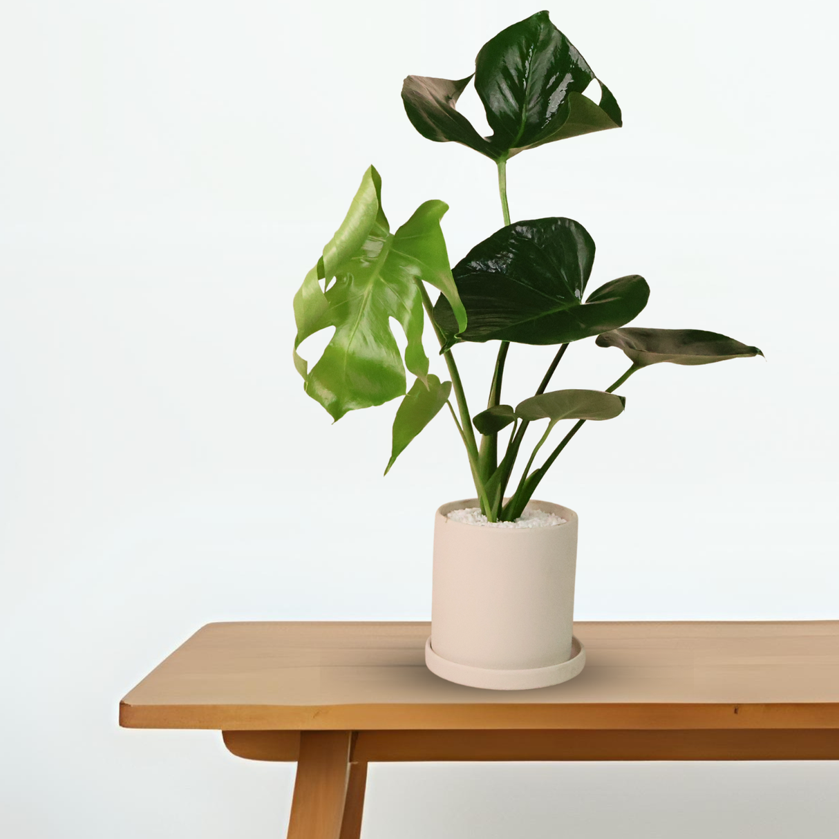 Monstera in Ceramic Pot