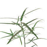 Queensland Bottle Tree in Ceramic Pot