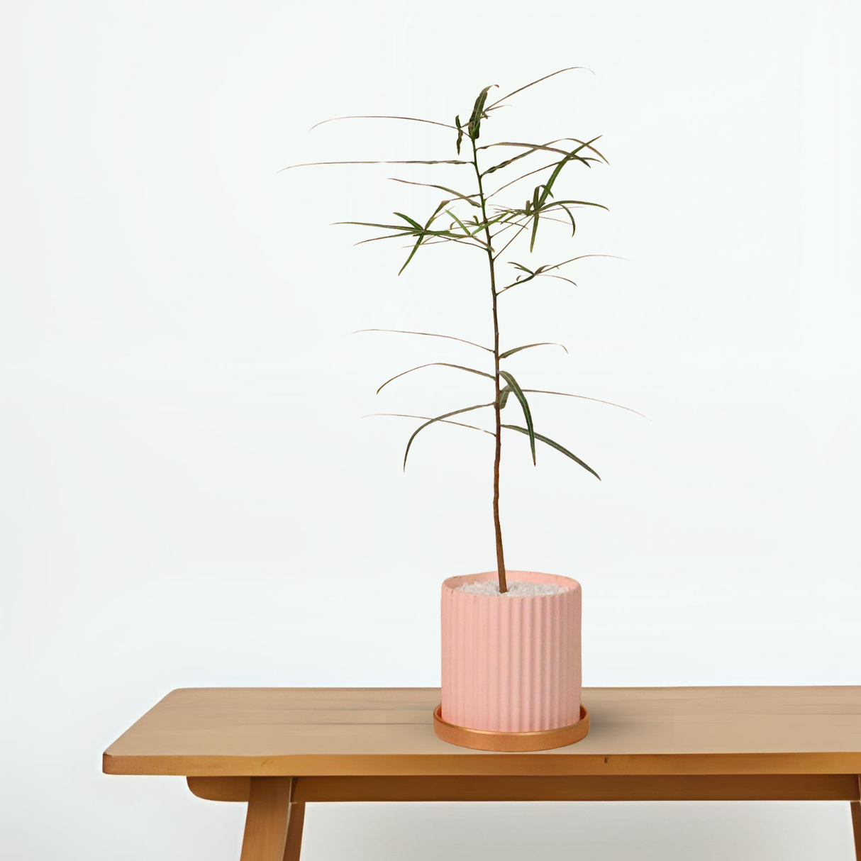 Queensland Bottle Tree in Ceramic Pot