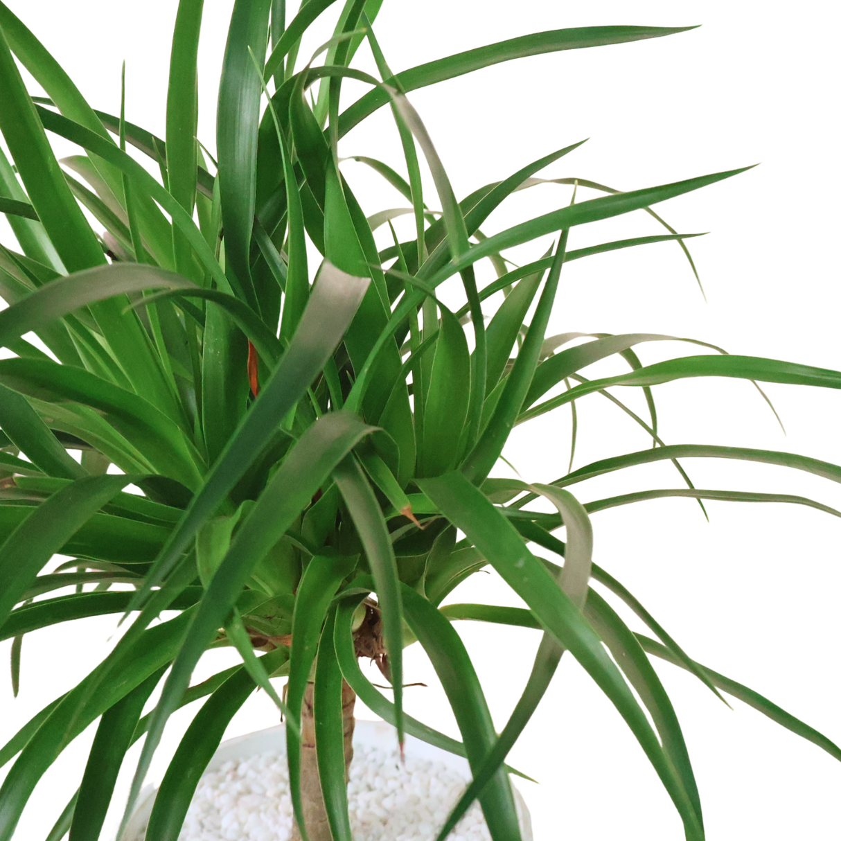 Dracaena Marginata in Ceramic Pot
