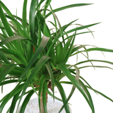 Dracaena Marginata in Ceramic Pot