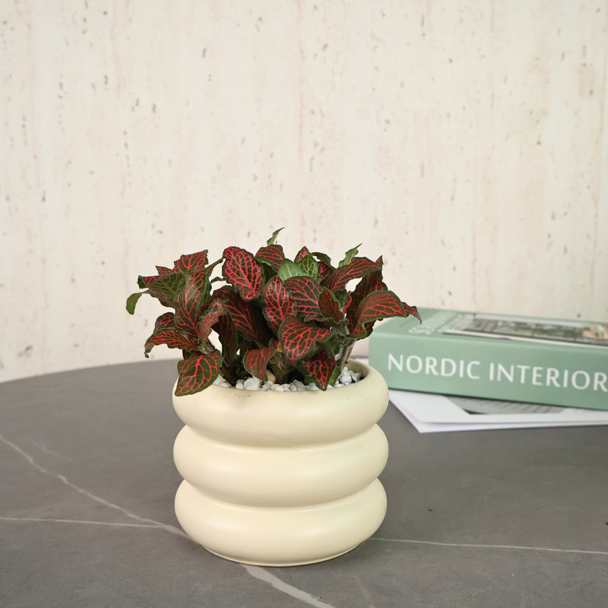 Fittonia in Ceramic Pot - Corporate Gifts