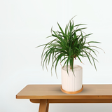 Dracaena Marginata in Ceramic Pot