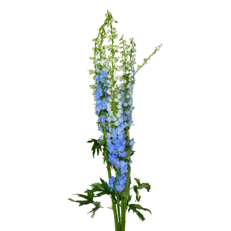 Delphinium (China)