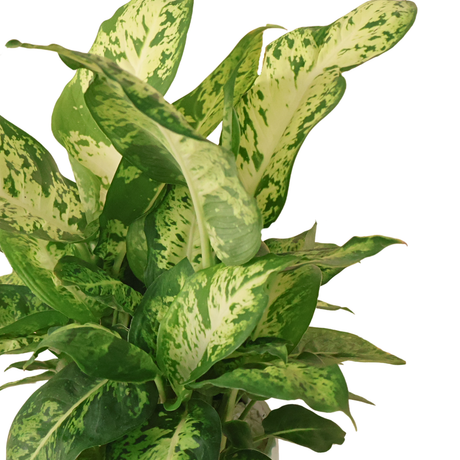 Dieffenbachia Seguine in Ceramic Pot