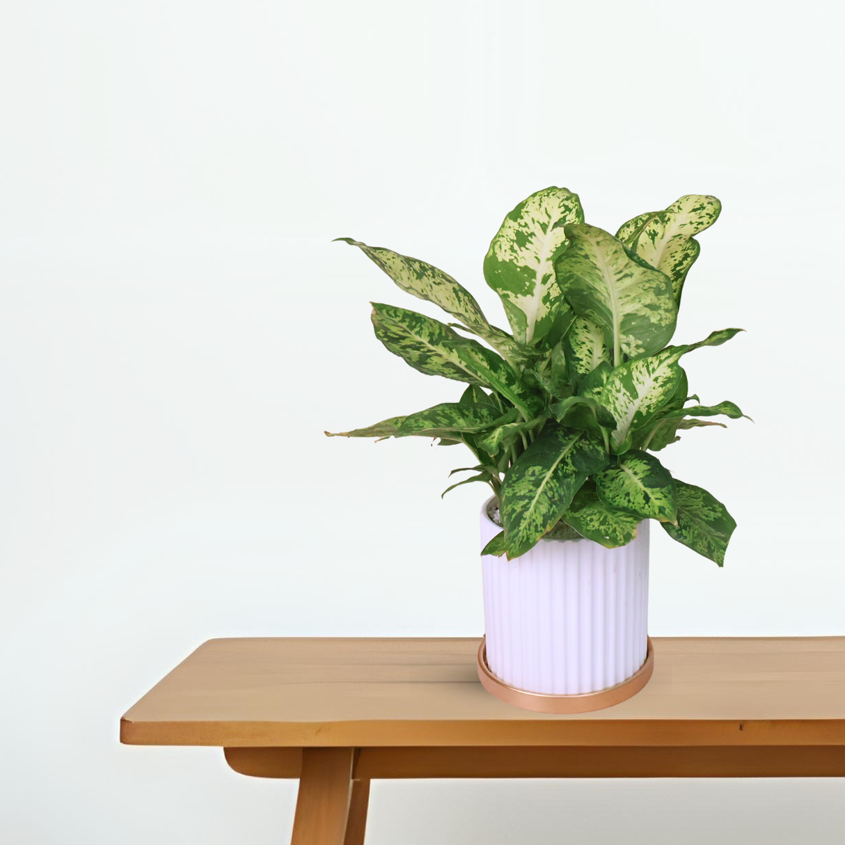 Dieffenbachia Seguine in Ceramic Pot