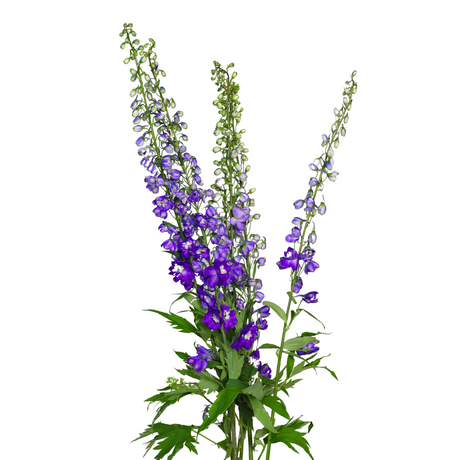 Delphinium (China)