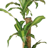 Dracaena Iron Tree in Ceramic Pot