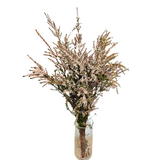 Thryptomene (Australia)