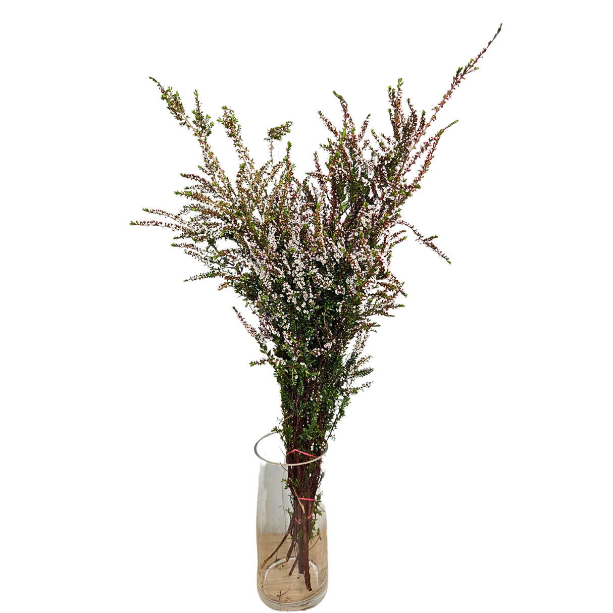 Thryptomene (Australia)