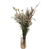 Thryptomene (Australia)