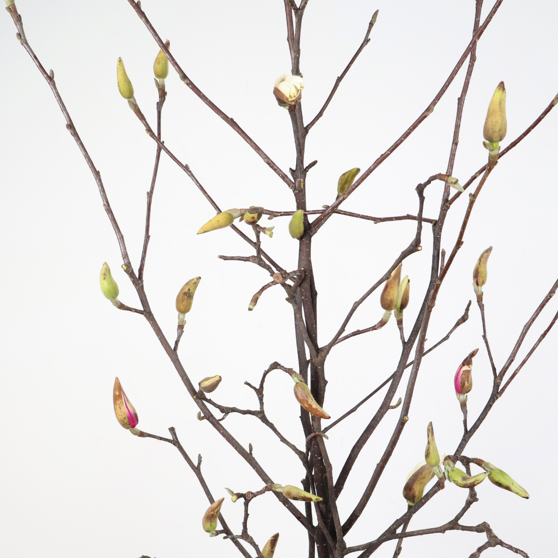 Magnolia Flower (Holland)