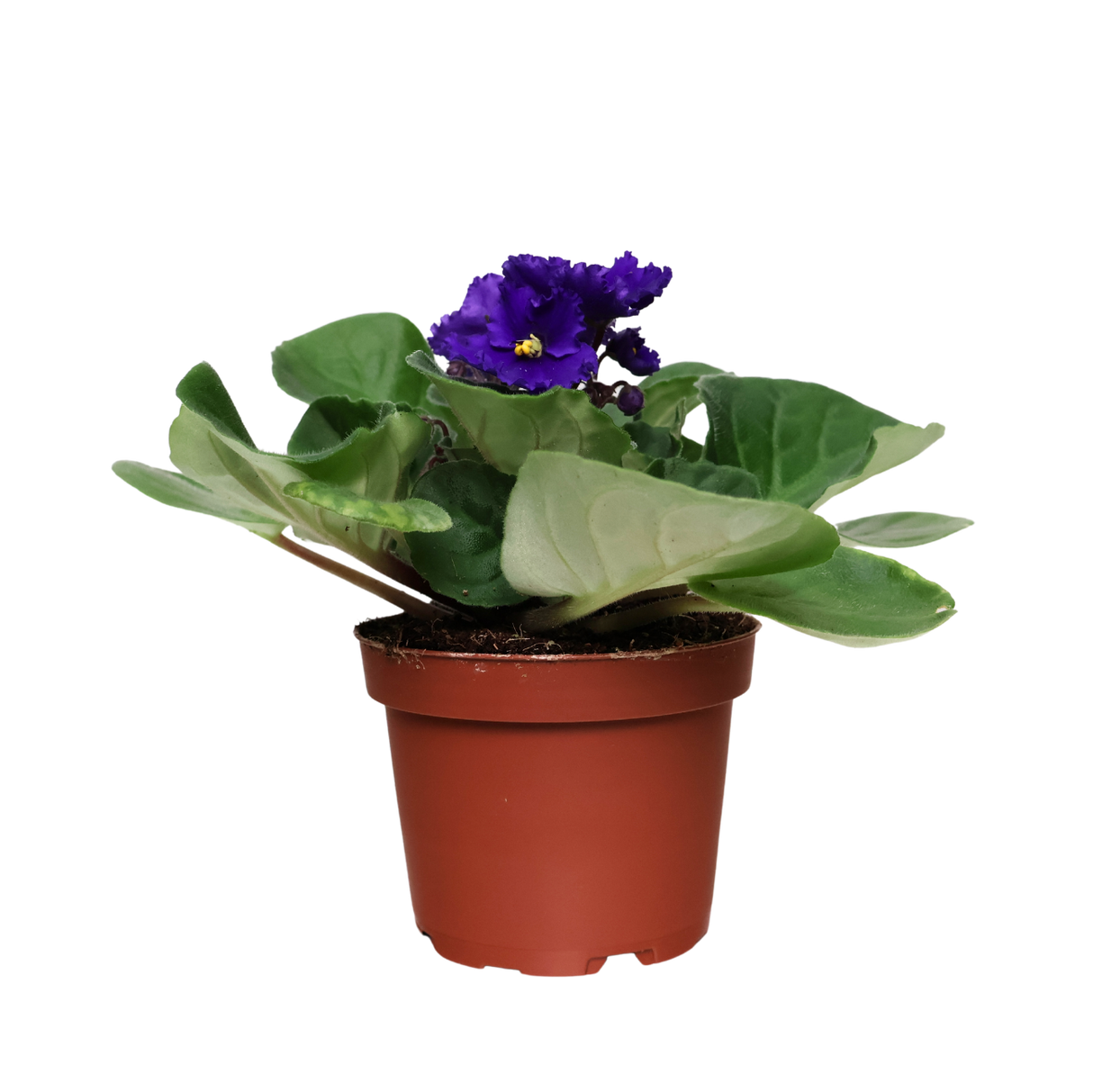 African Violet