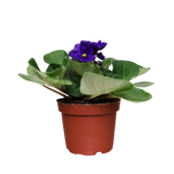 African Violet