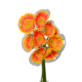 Gerbera (Malaysia)