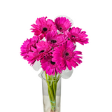 Gerbera (Malaysia)