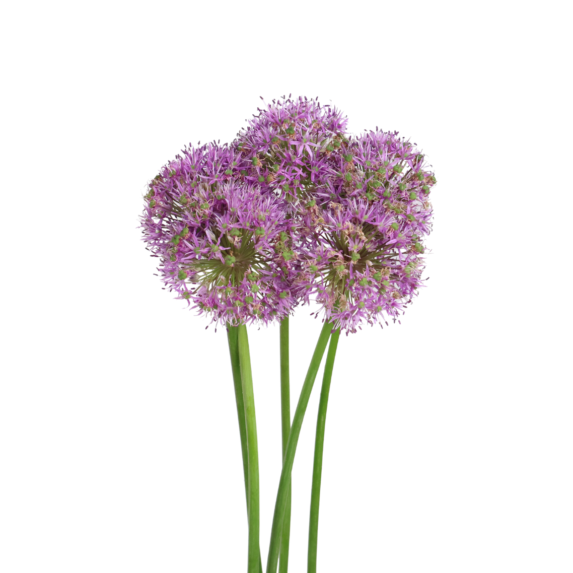 Allium Gladiator (Holland)