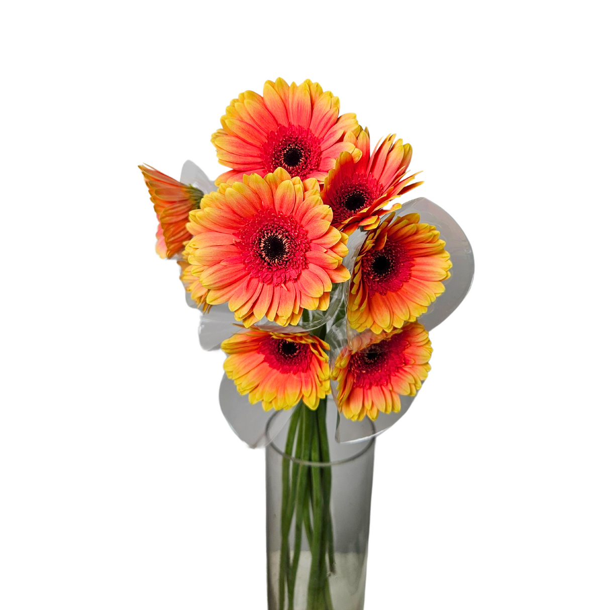 Gerbera (Malaysia)