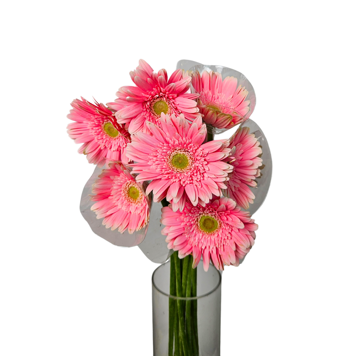 Gerbera (Malaysia)