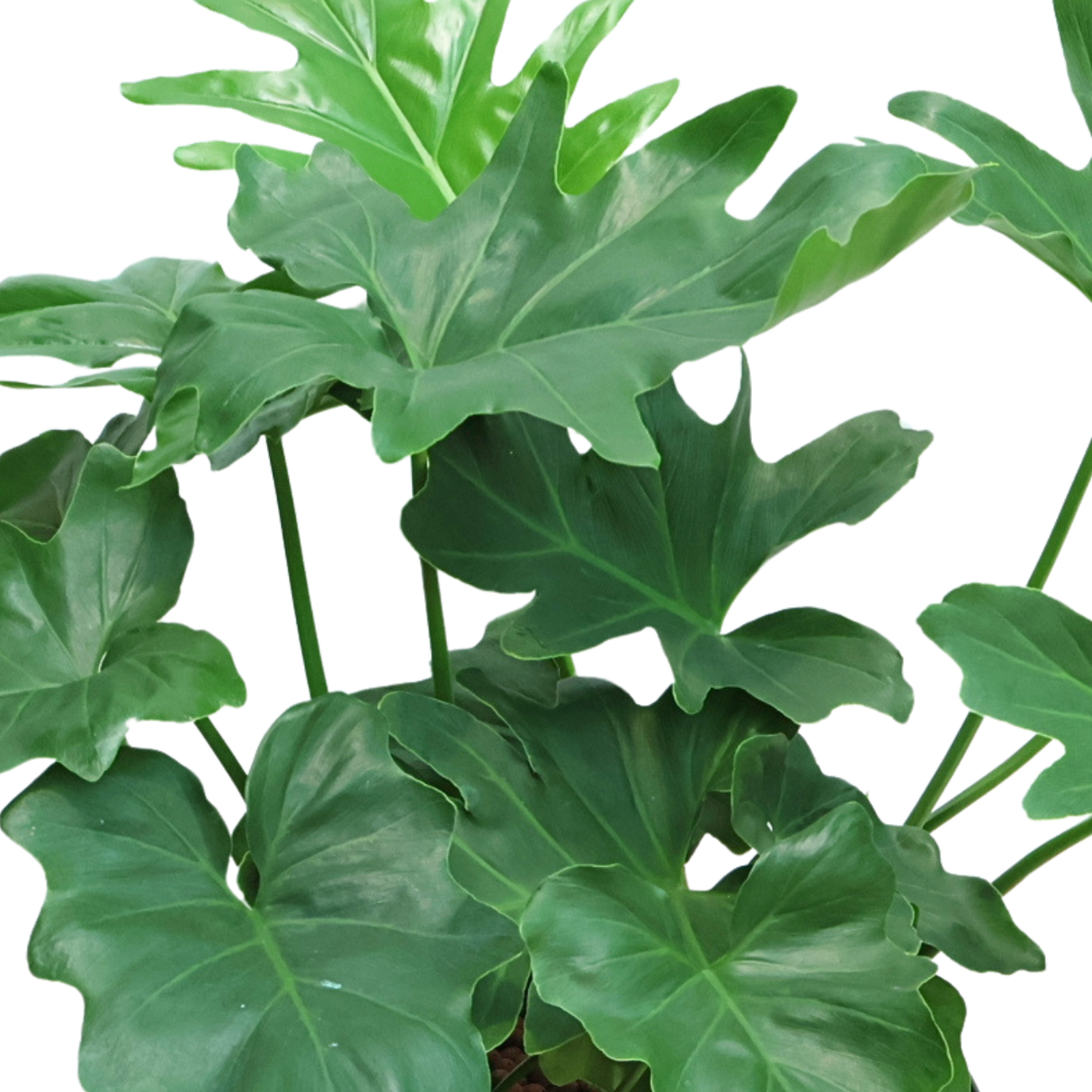 Philodendron in Self-Watering Pot
