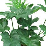 Philodendron in Self-Watering Pot