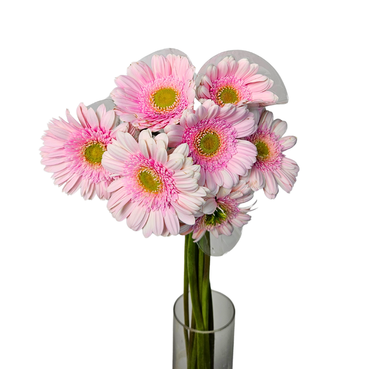 Gerbera (Malaysia)