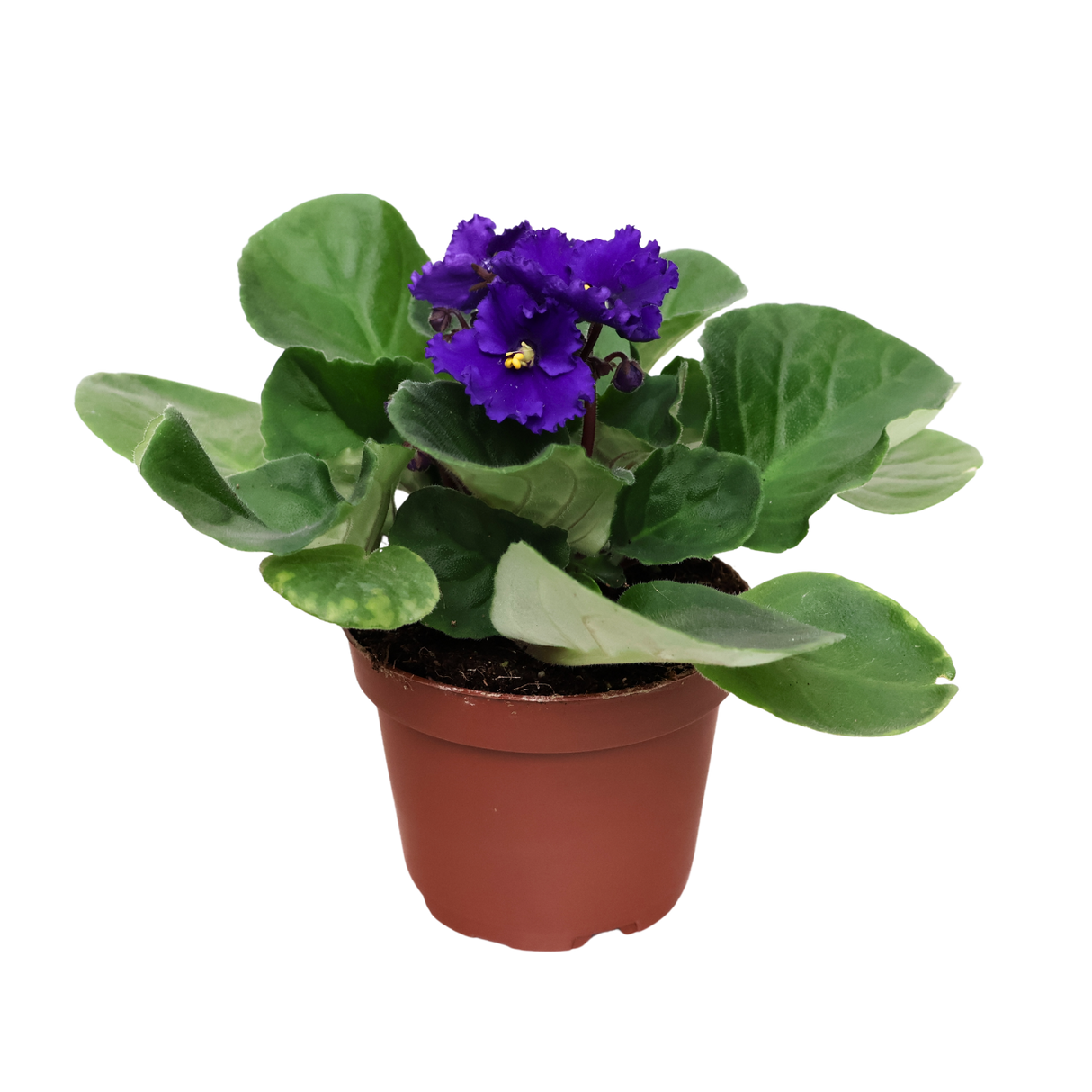 African Violet