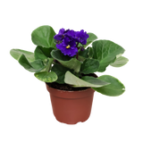 African Violet