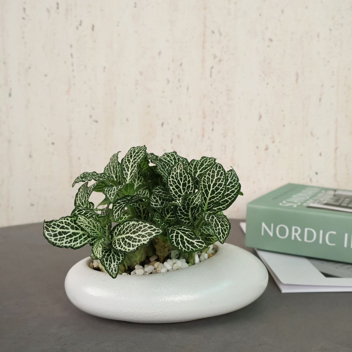 Fittonia in Ceramic Pot - Corporate Gifts