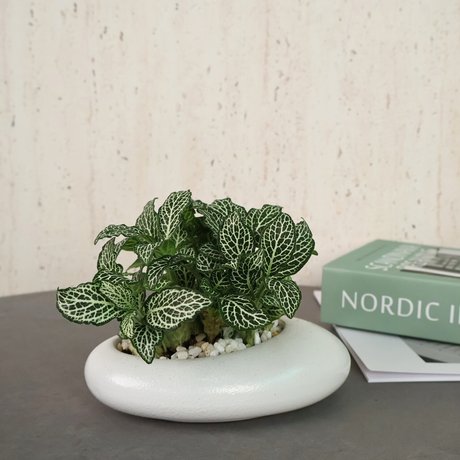 Fittonia in Ceramic Pot - Corporate Gifts