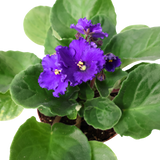 African Violet