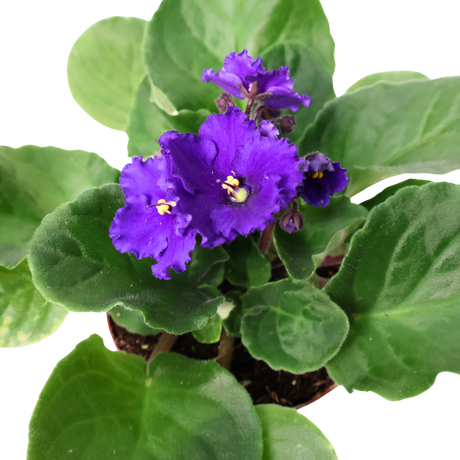 African Violet