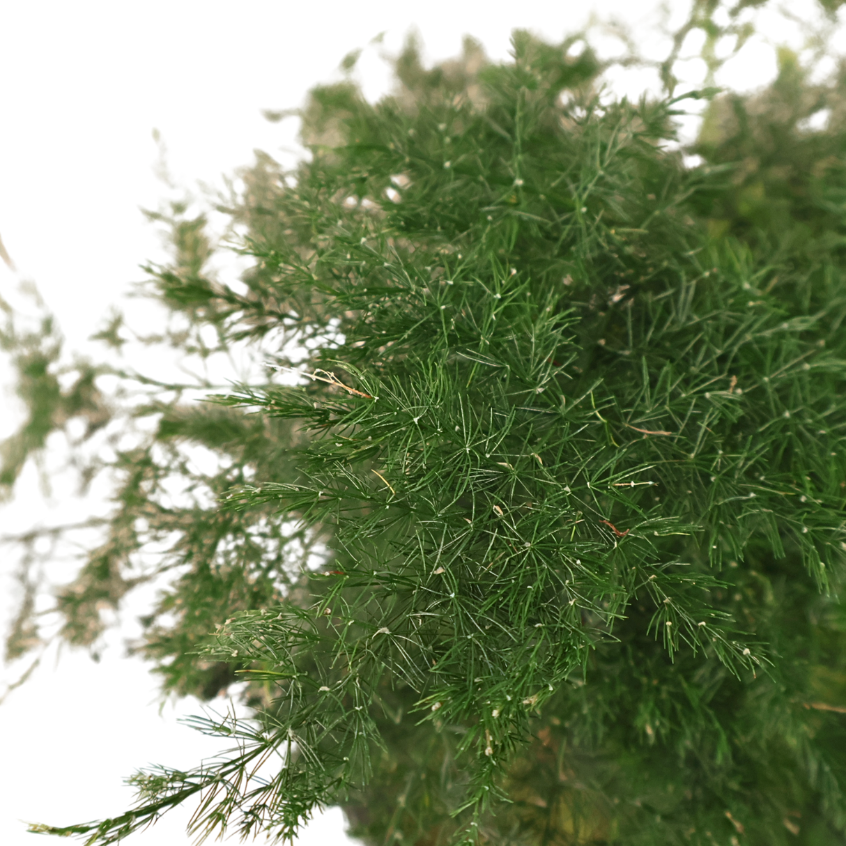 Asparagus Setaceus Kokedama