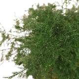 Asparagus Setaceus Kokedama